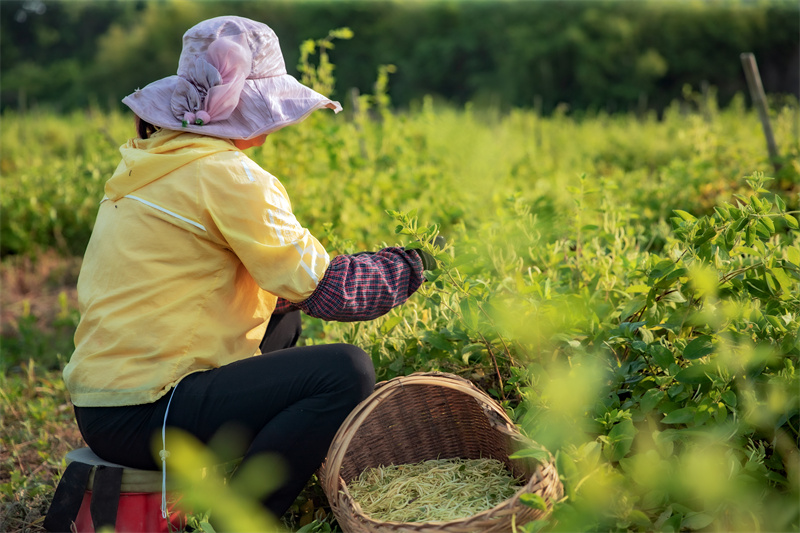 【原创】河南新县：金银花开“金银来”_fororder_村民采收金银花（阚敦传  摄）