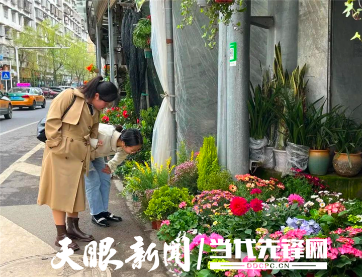 贵州遵义：初夏时节 花卉经济绽放勃勃生机