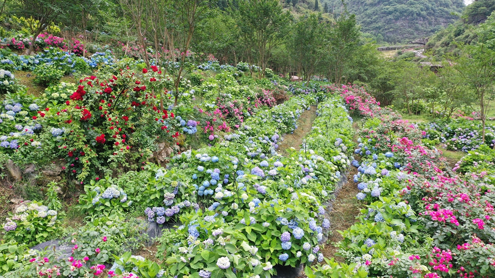 贵州长顺：绣球花开引客来_fororder_长顺神泉谷景区绣球花成簇开放