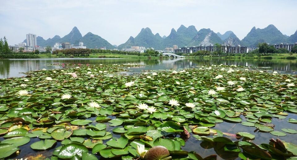 广西：初夏花开莲湖美