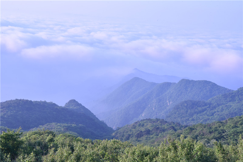 信阳新县：初夏黄毛尖 云海卷如潮_fororder_一铺万顷，站立山巅，恰如置身大海之滨。焦汉平 摄.JPG