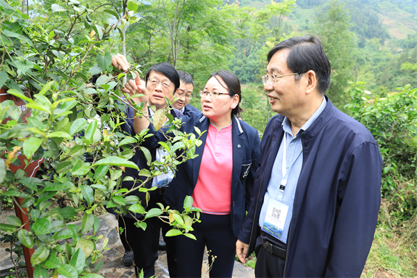 湖北巴东神农古茶园揭牌 引领茶产业高质量发展_fororder_图片4