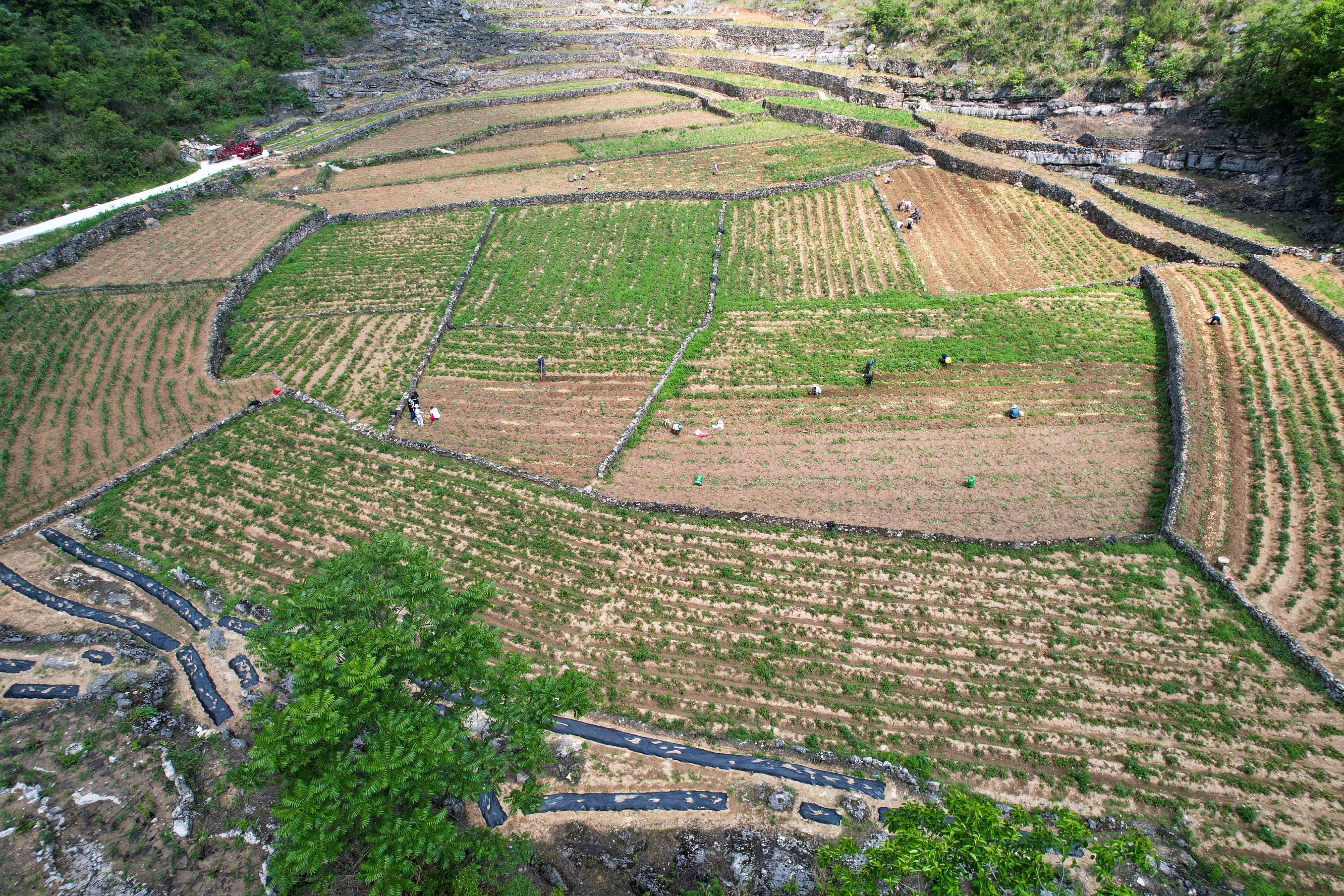 贵州罗甸：石漠化山区迎来新产业 一地双收拓宽致富路_fororder_平岩村石漠化山区石窝里种植的马铃薯