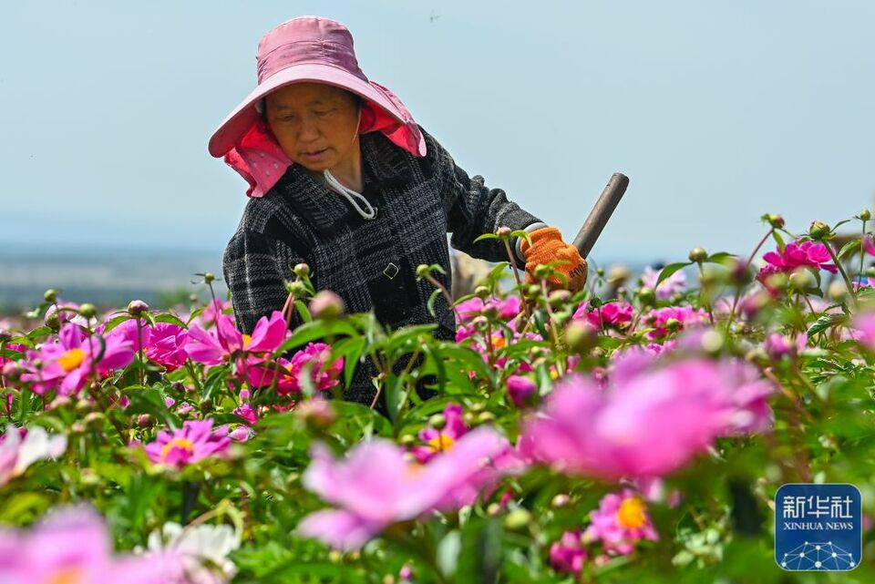 追着花儿看新疆|新疆伊犁：花经济成致富新产业 赋能“香”村振兴