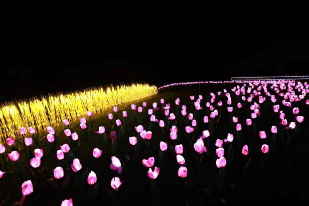 【区县新闻】沪郊山阳田园成为“夜金山好去处”