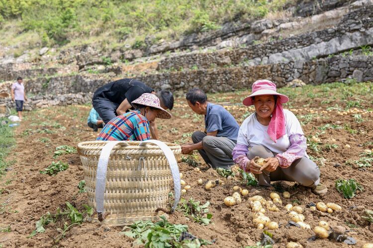 贵州罗甸：石漠化山区迎来新产业 一地双收拓宽致富路_fororder_群众采收马铃薯2