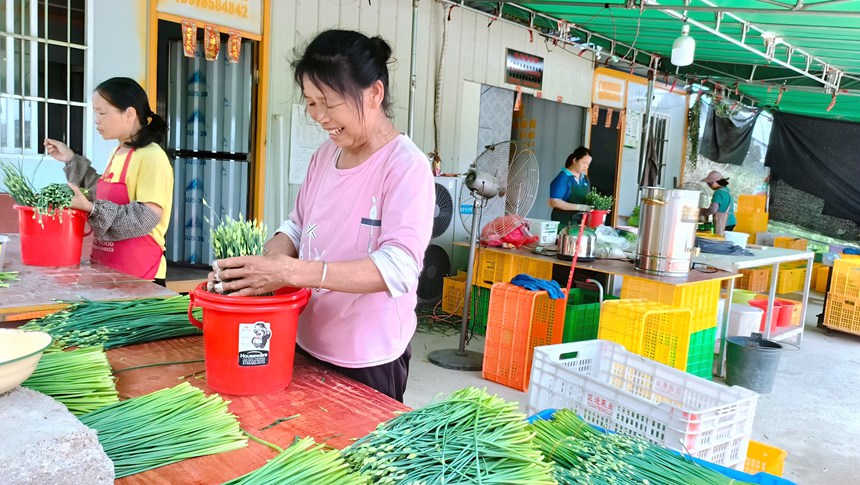 广西桂平60万亩瓜菜喜获丰收