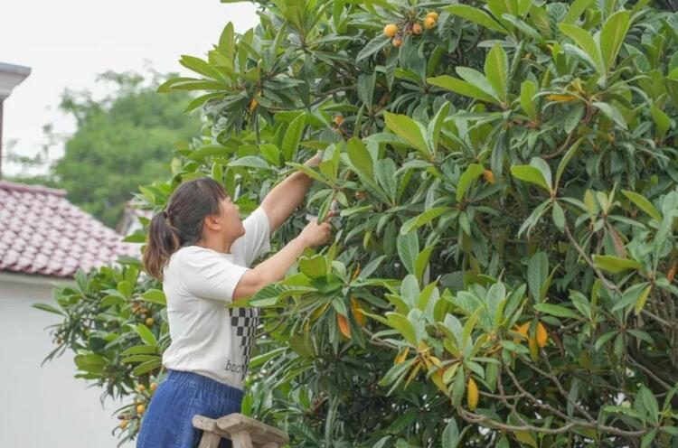 浙江金华：有甜头有奔头！金东区曹宅镇岩后村首届枇杷文化节开幕_fororder_微信截图_20230521230050