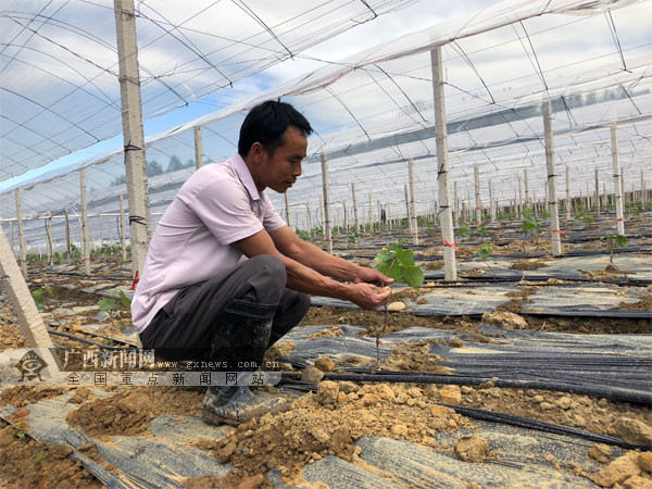 【焦点图、八桂大地梧州】（移动端）优化布局发展特色产业 梧州市长洲区推进乡村振兴