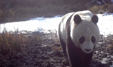 Chengdu, Sichuan: Wild Animals Love to Take Selfies_fororder_图片1