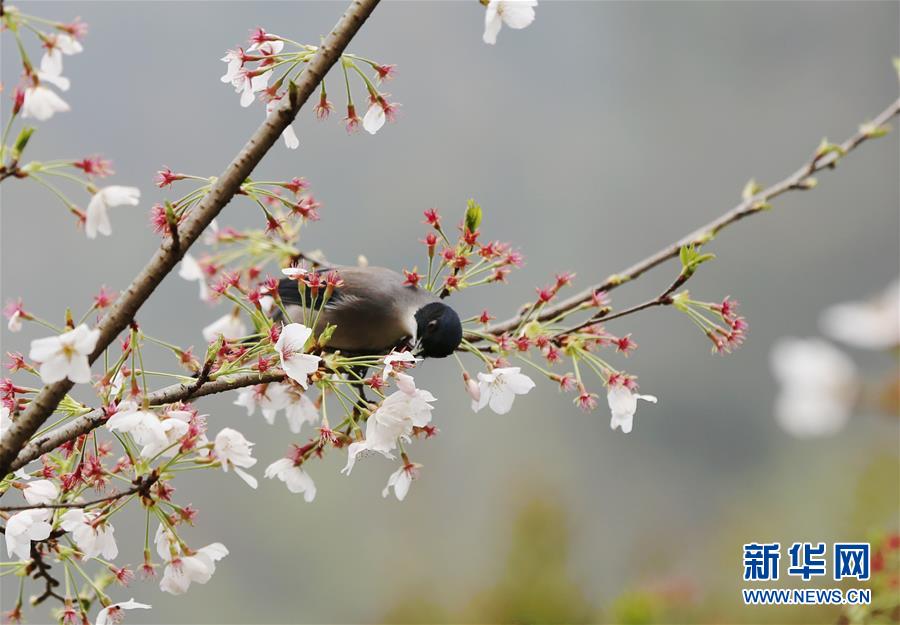 无锡：鸟舞花香传春意