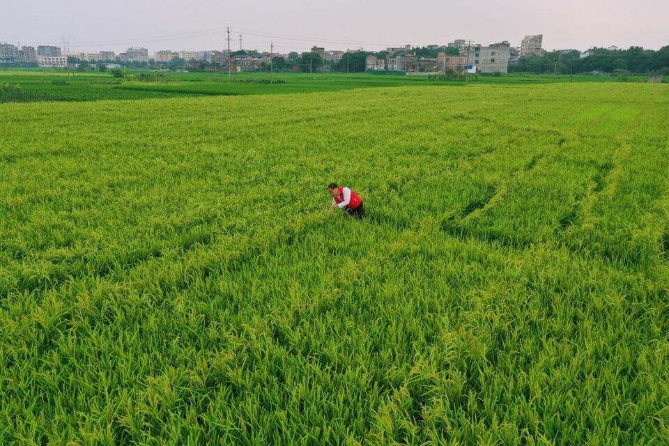 广西：程阳风雨桥美轮美奂