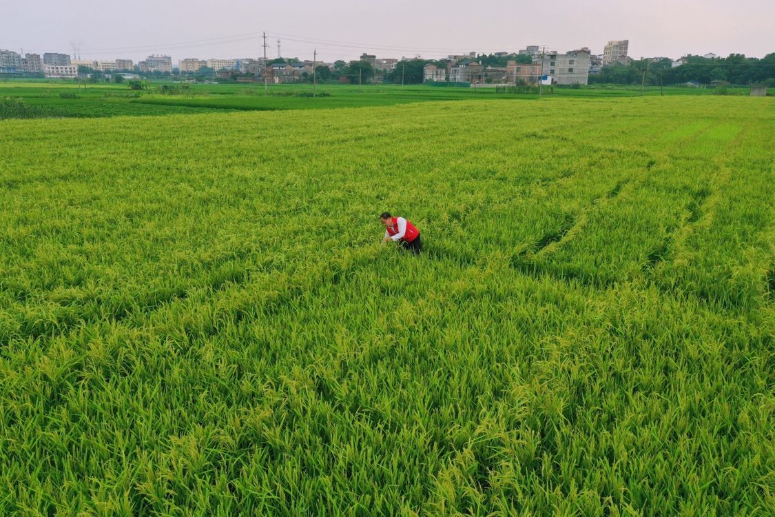 广西：程阳风雨桥美轮美奂