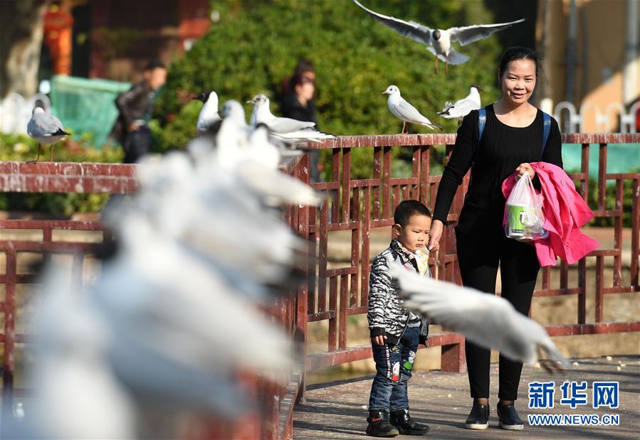 红嘴鸥 我们相约深秋——昆明人暂别西伯利亚小精灵