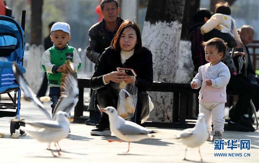 红嘴鸥 我们相约深秋——昆明人暂别西伯利亚小精灵