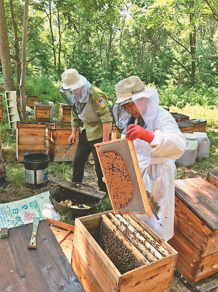 黑龙江省虎林市：小蜜蜂托起乡村振兴新梦想