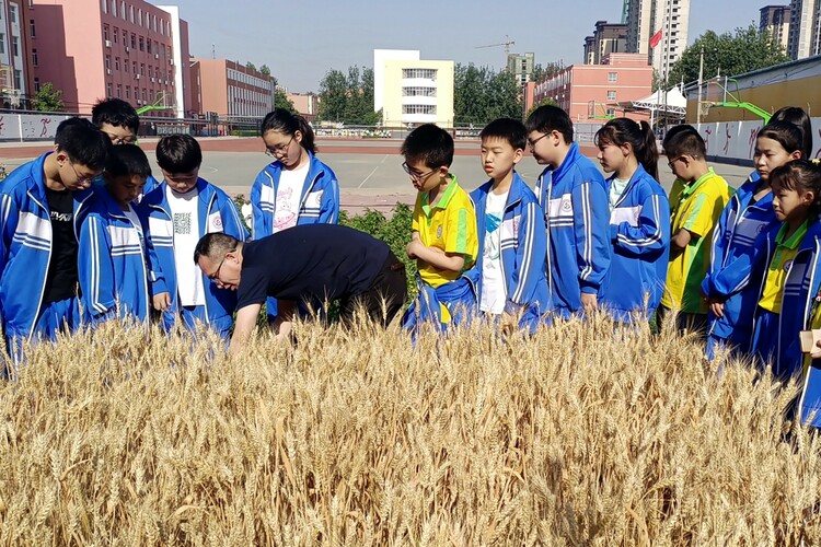 图片默认标题_fororder_同学们认真观摩老师割麦子 摄影 王俊