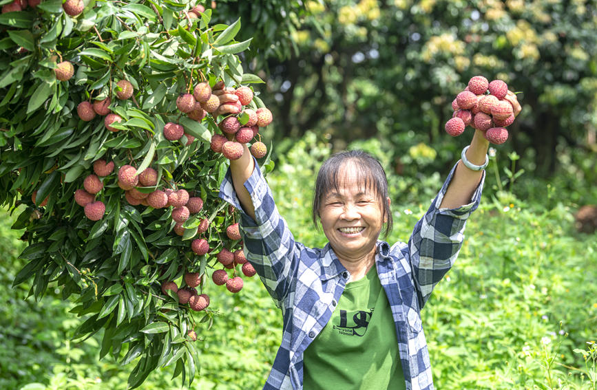 广西：荔枝熟了 销路顺了 农民笑了