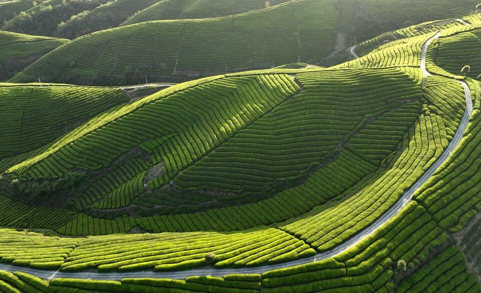 湖北鹤峰：初夏茶园美如画