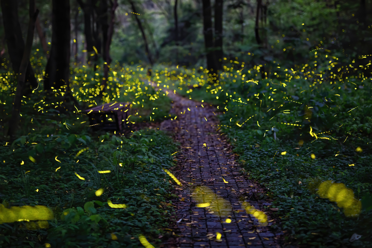 Hello World This is Laoshan National Forest Park_fororder_540