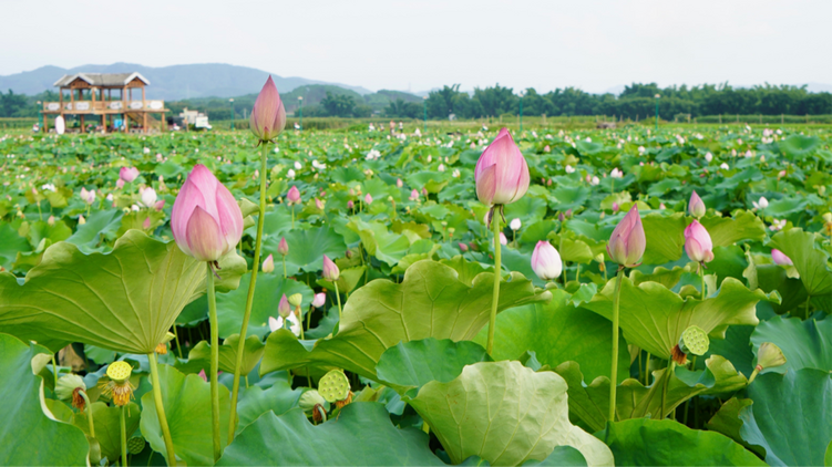 广西鹿寨：湿地生态避暑游助推乡村旅游火起来_fororder_图片133