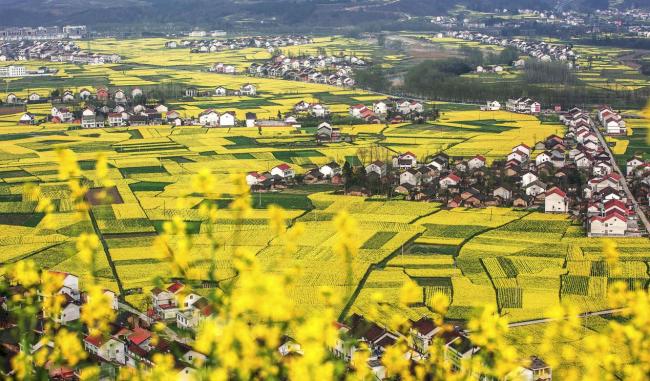 【专题（三国圣地 美丽勉县）CRI多语报道 俄语  显示图在稿件最下方】В провинции Шэньси проходит Фестиваль цветения рапса