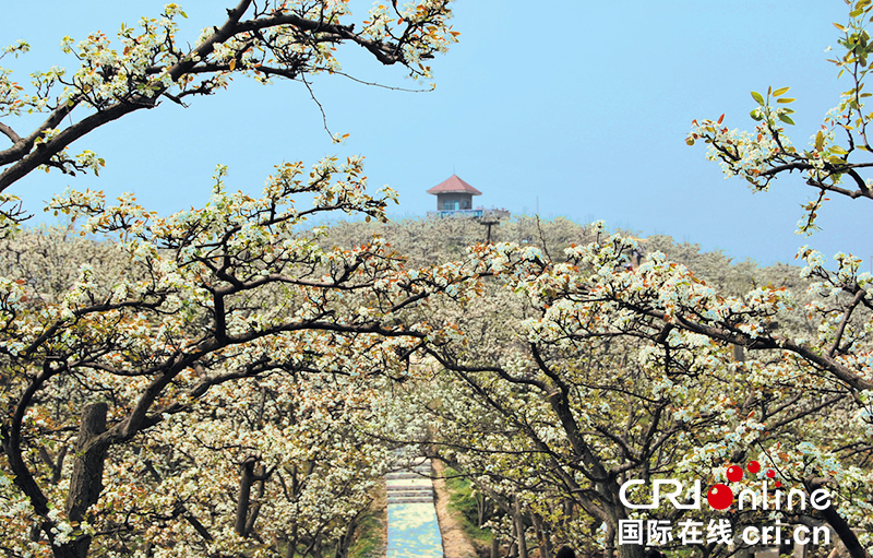 贵州省福泉市第十三届梨花节即将启幕