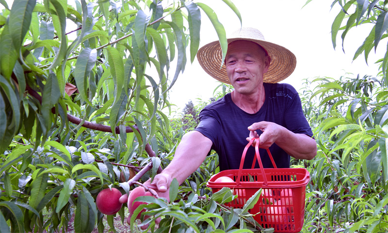 【原创】信阳：令人“桃”醉 新县鲜桃采摘正当时_fororder_赵基明正在采摘水蜜桃（焦汉平 摄）