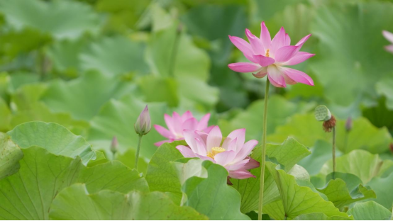 （原创）邯郸磁县：“荷”你相遇 再现磁州古八景“官路荷风”_fororder_邯郸磁县：“荷”你相遇 再现磁州古八景“官路荷风”322