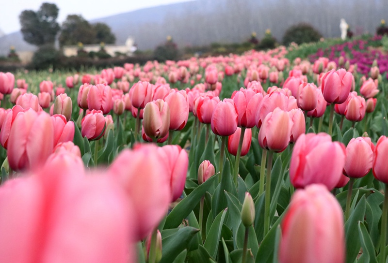 【轮播图】河南：千亩郁金香花开醉人 踏青赏花正当时