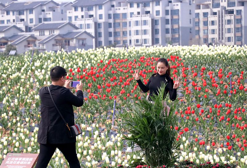 【轮播图】河南：千亩郁金香花开醉人 踏青赏花正当时