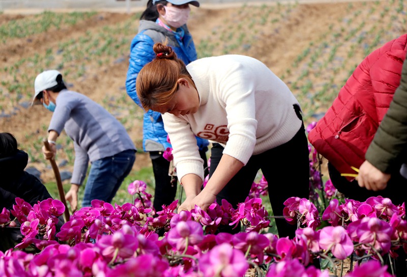 【轮播图】河南：千亩郁金香花开醉人 踏青赏花正当时