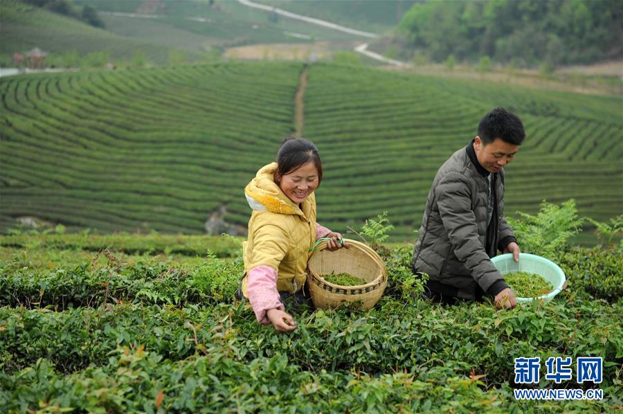 贵州安顺：春茶开采