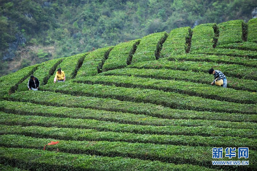 贵州安顺：春茶开采