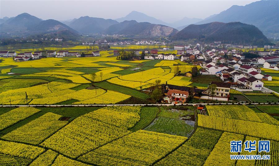 油菜花开 大地铺金