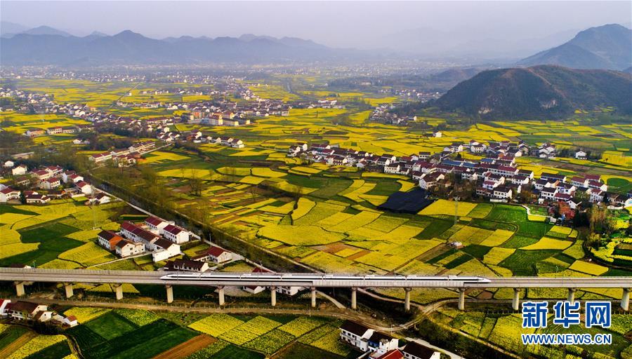 油菜花开 大地铺金