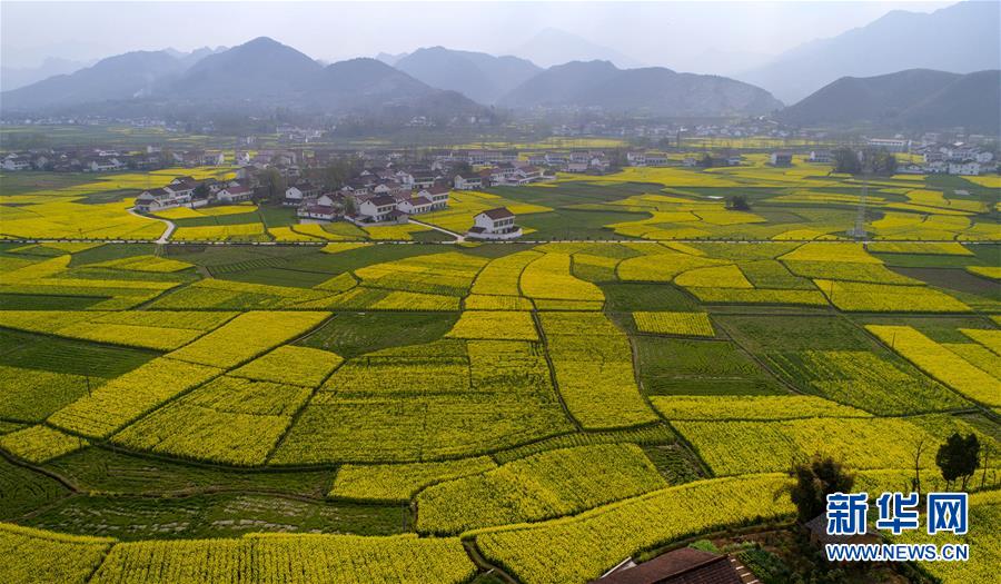 油菜花开 大地铺金