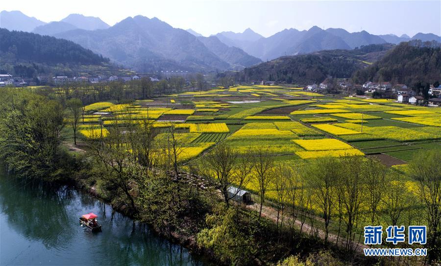 油菜花开 大地铺金