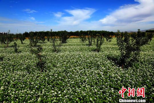 甘肃河西走廊初秋美景恰似油画