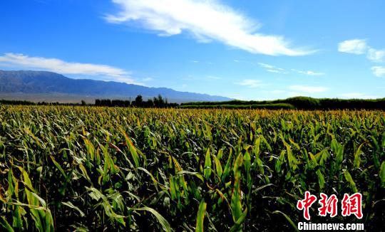 甘肃河西走廊初秋美景恰似油画