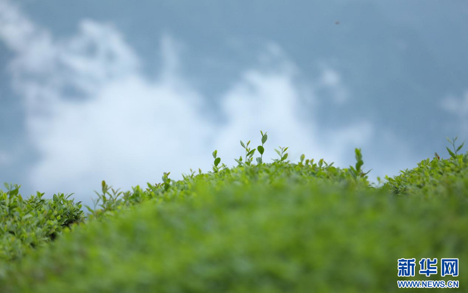 湖北鹤峰：漫山一片绿 夏茶采收忙