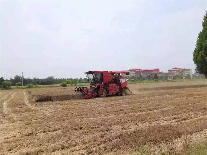 【原创】信阳市商城县：奋力战“三夏”确保夏粮颗粒归仓_fororder_麦田收割忙 上石桥镇供图