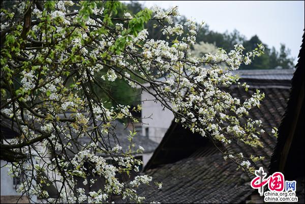 体验苗族祭桥风俗 传承弘扬黄平非遗(组图)