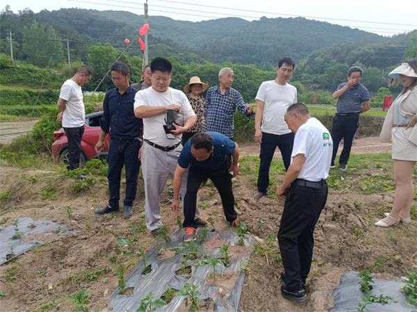 荆门东宝：种菊涧沟村 香飘“致富路”_fororder_图片9