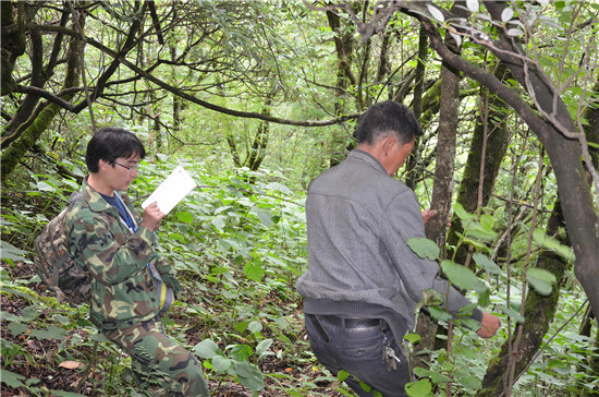 河南宝天曼国家级自然保护区入选首批国家林草科普基地_fororder_科研人员收集标本 供图 河南内乡宝天曼国家级自然保护区管理局