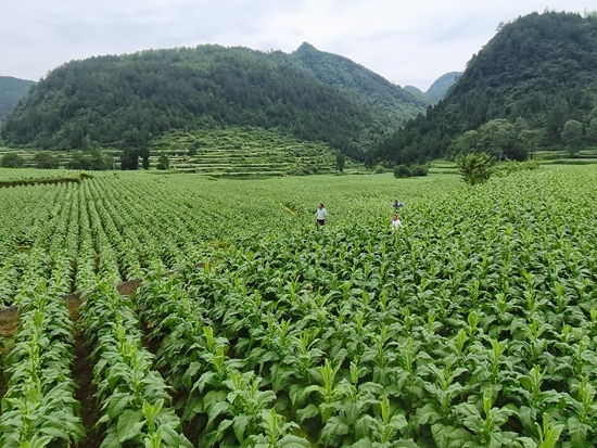 贵州思南：党员干部服务农民烘烤烟叶忙_fororder_技术人员走进烟地指导田间管理（县烟草公司 供图）