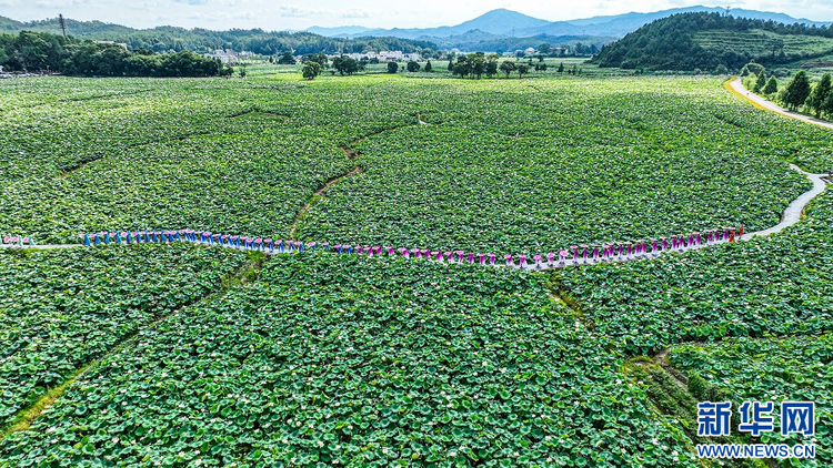 江西广昌：莲池旗袍秀 人在画中游_fororder_3