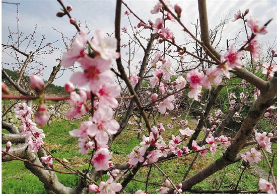 春风十里 踏春赏花正当时