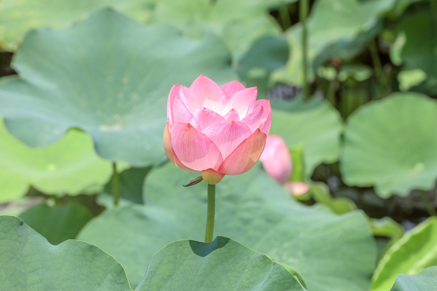 广西南宁：一池荷花开 赏荷正当时