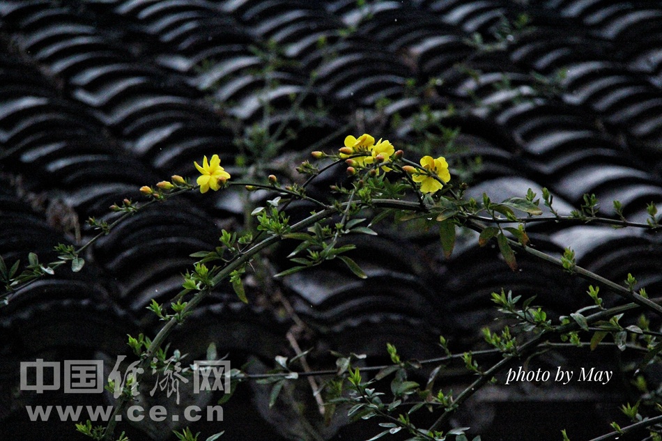 烟雨三月觅春踪 游南浔古镇